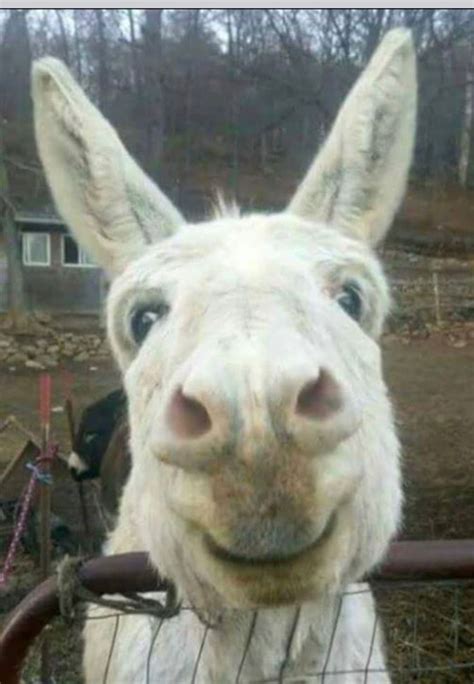 I Get Asked All The Time Whats The Deal With Donkeys People Need