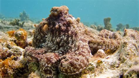 Fishmonger Rescues And Releases 70 Pound Octopus Back Into The Ocean