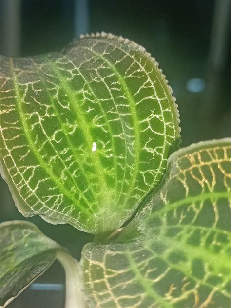 I Just Noticed These Little White Dots On My Macodes Sanderiana Should