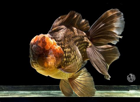 Brown Oranda Goldfish Oranda Goldfish Goldfish Tank Pretty Fish