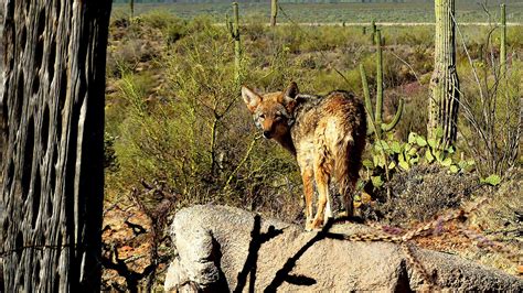 Coyote Species Animals Happen Wildlife Control