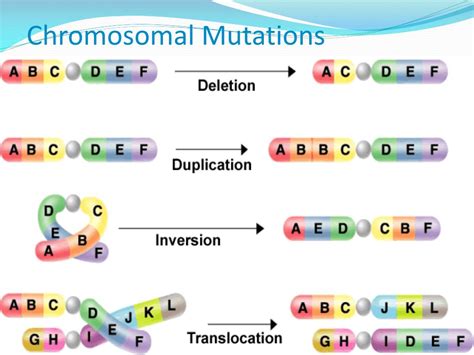 Ppt Dna Transcription And Translation… Powerpoint Presentation Free Download Id 2484327