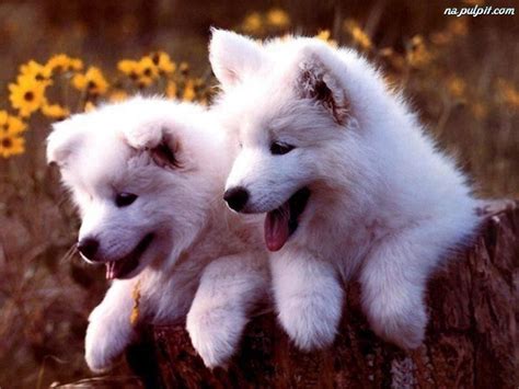 Arctic Wolf Pups Wolf Pinterest Arctic Wolf Wolf Pup And Pup