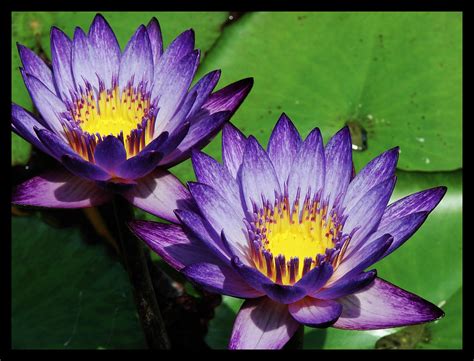 Nymphaeaceae Tropical Water Lily Sarowen Flickr
