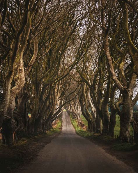 The Dark Hedges Northern Ireland The Complete Guide