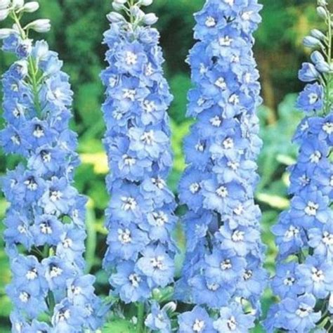 50 Delphinium Seeds Magic Fountain Blue Sky White Bee Perennial Seeds