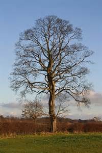 Beech Tree © Richard Croft Cc By Sa20 Geograph Britain And Ireland