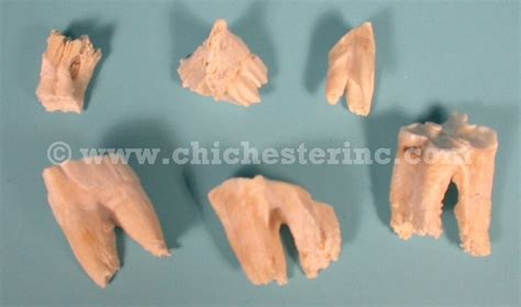 Cow Teeth From Chichester Inc
