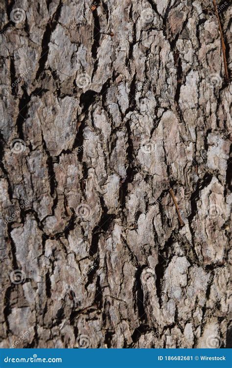 Vertical Shot Of A Heavy Textured Dark Tree Bark Stock Image Image Of