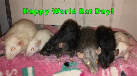 Happy World Rat Day Rat Update Rat Loss New Rats Youtube