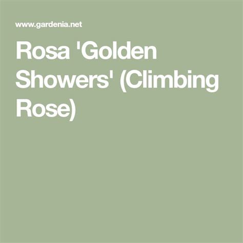 Rosa Golden Showers Climbing Rose Climbing Roses Rose Companion