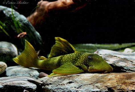 Baryancistrus Demantoides Green Phantom Pleco L200 Aquarium Fish