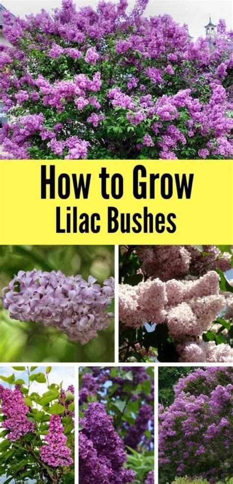 Learn How To Grow Lilac Bushes In Your Garden This Spring With A Few