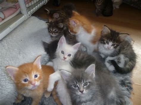 The cats we are having are not ordinary cats, they are like a family!! Stunning Pedigree Maine Coon kittens for sale ...