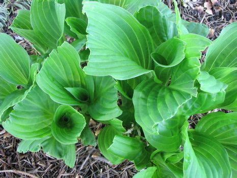 Make sure to not spray within 6 hours of rain because the rain will wash it away. Use Irish Spring to Keep Out Garden Pests | Gardens ...