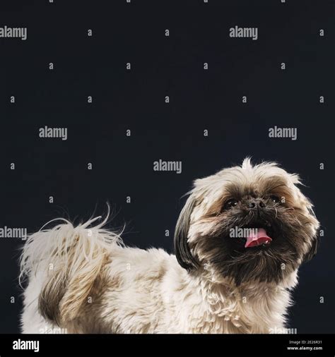 Happy Shih Tzu Dog Stock Photo Alamy