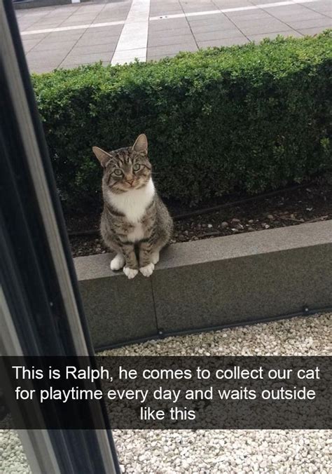 50 Hilarious Cat Snapchats That You Need To See Right Meow New Pics