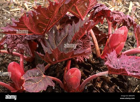 Rheum Palmatum Var Tanguticum Purple Red Foliage New Growth Rhubarb