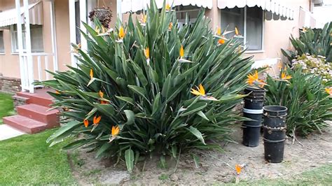Birds of Paradise Flowers/ Plant - YouTube