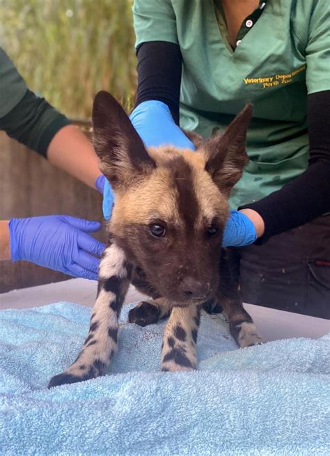 Six African Painted Dog Puppies Born At Perth Zoo In March Receive