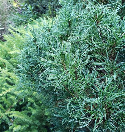 Dwarf Conifers That Can Take The Heat Finegardening Conifers Garden