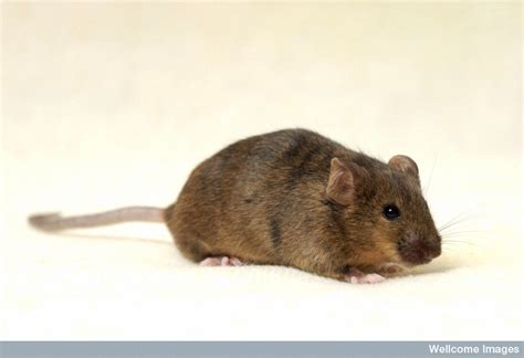 C0018193 Brown Mouse Used In Scientific Research Wellcome Sanger