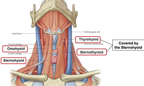 Turning the head in shoulderstand dramatically increases the strain on the muscles, ligaments, and. Neck Muscles:Origin, Insertion, Action & Nerve Supply ...
