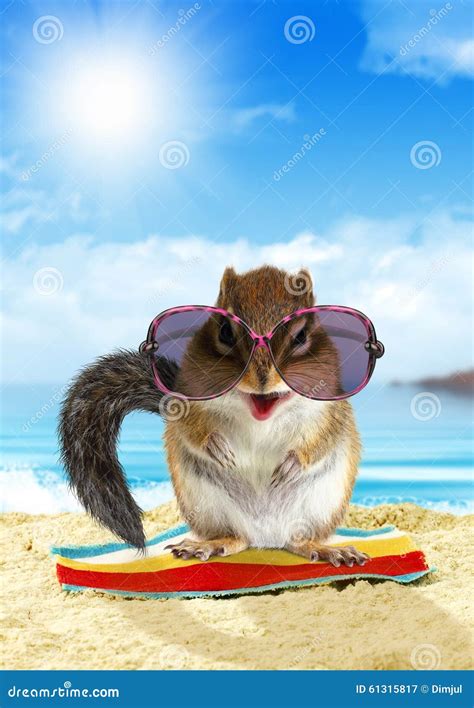 Funny Animal On Summer Holiday Squirrel On The Beach Stock Image