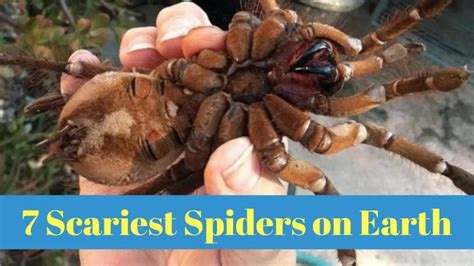 What Is The Scariest Spider In The World Uncovering The Most