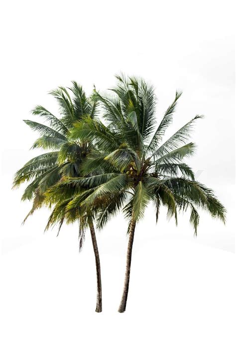 Two Coconut Tree Is Isolated On White Stock Image Colourbox