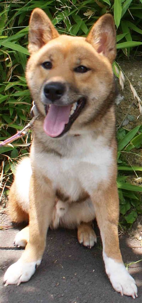 Shikoku Dog Breed Information And Images K9 Research Lab All Dogs