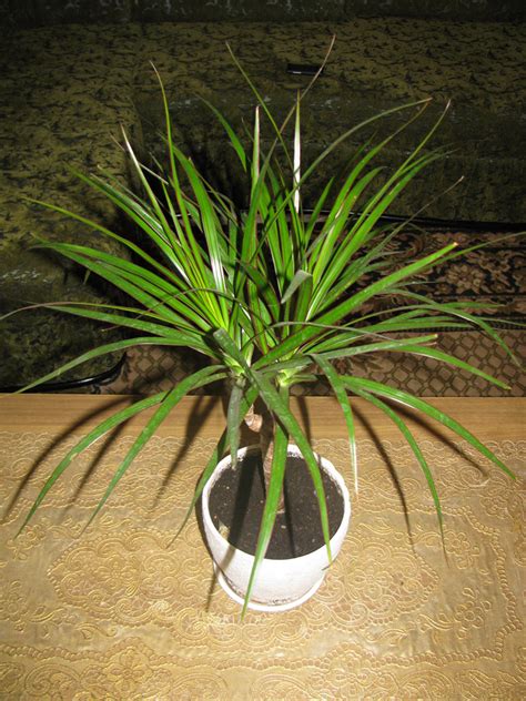 Do Indoor Aloe Plants Bloom - Aloe Vera Flower Bud