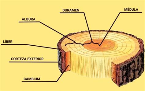 descubriendo las partes de un tronco de madera ser ecológico