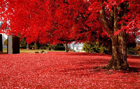 Wallpaper Autumn Leaves Trees Nature Park Foliage Colorful Red