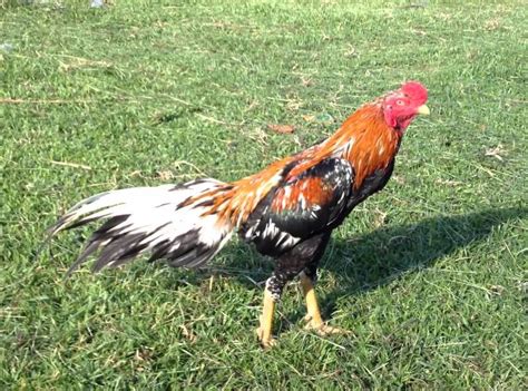 Ada banyak warna bulu yang di miliki oleh ayam jantan mulai dari warna hitam, kuning, blorok dll. 73+ Konsep Warna Ayam Jago, Warna Dasar