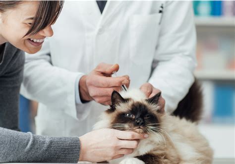 What Vaccines Do Cats Need And Why Theyre Important