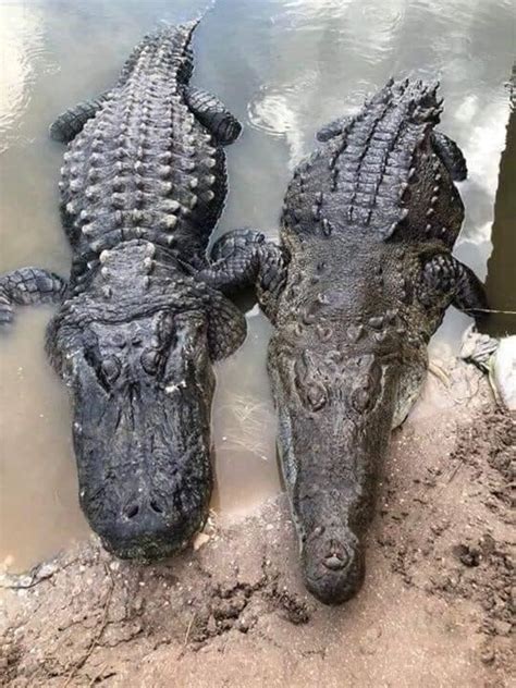 Caiman Alligator Crocodile Difference