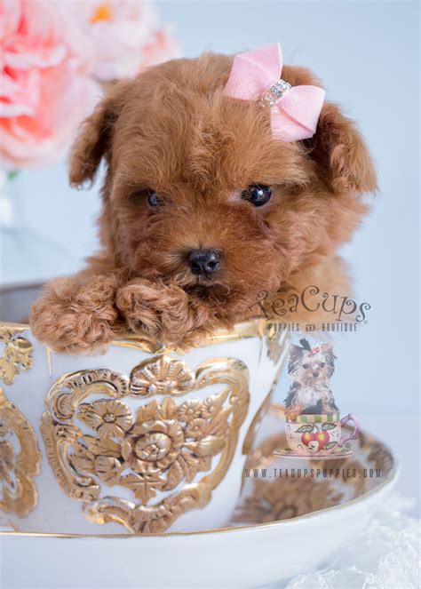 Adorable Chocolate Poodle Puppies Available South Florida Teacups