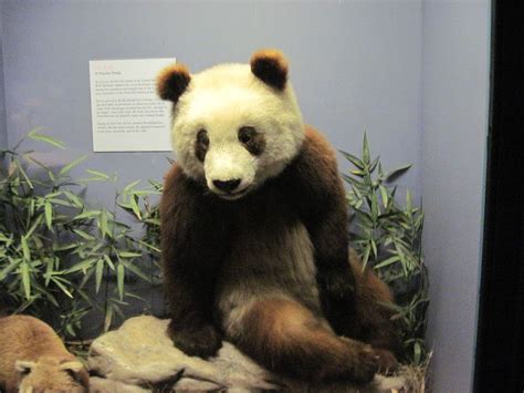 Body Of The Giant Panda Su Lin On Display At The Field Museum In Chicago