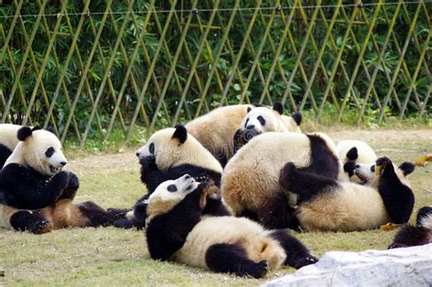 A Group Of Pandas Stock Image Image Of Funny Panda 16940987