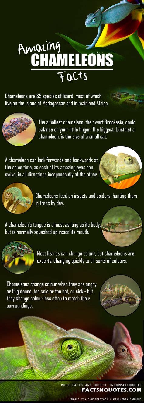 Amazing And Interesting Chameleons Facts You Didnt Know Interesting