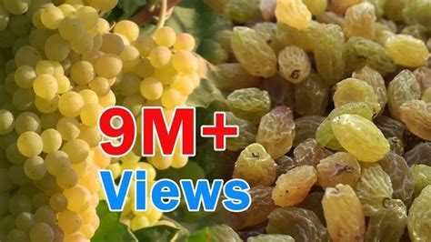 But, if you're up for experimenting, we've got suggestions for the best foods to dehydrate. Raisins production process | Raisin, Dried raisins, Grapes