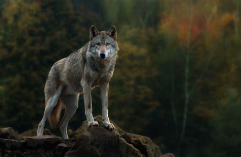 View and share our wolf wallpapers post and browse other hot wallpapers, backgrounds and images. Nature Wolf Wallpapers - Top Free Nature Wolf Backgrounds ...
