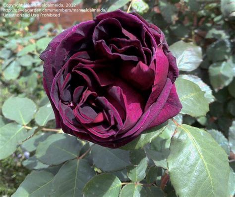 Plantfiles Pictures Hybrid Tea Rose Big Purple Rosa