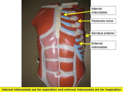 Muscles Of The Chest Abdomen Anterior Abdominal Wall At University Of Texas Health