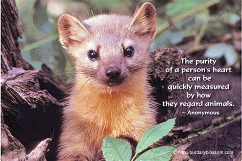 Weasel Quotes Image Quotes At