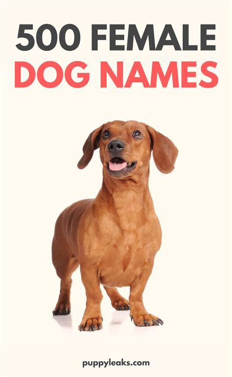 500 Popular Female Dog Names Puppy Leaks