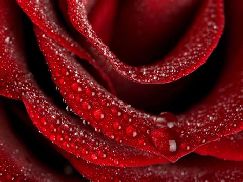 Flower Of Love Rose Desktop Wallpapers 1600x1200