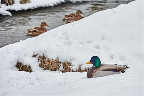 Ducks In The Snow Stock Photo Image Of Landscape Group 66509658