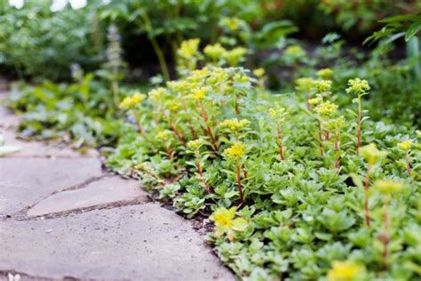 Nel giardino nespolo del giappone:. Pianta Grassa Con Fiori Gialli A Grappolo - Piante da vaso ...